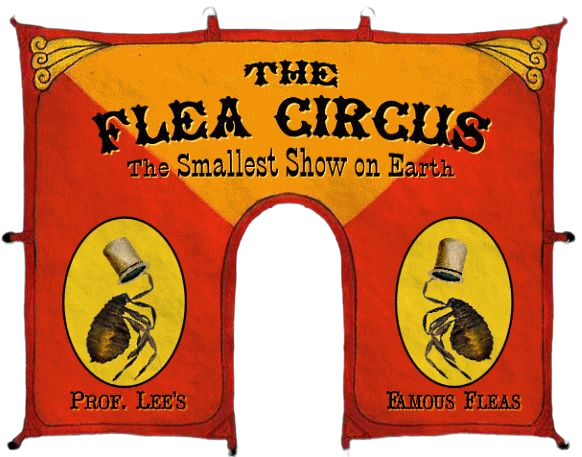 fleas